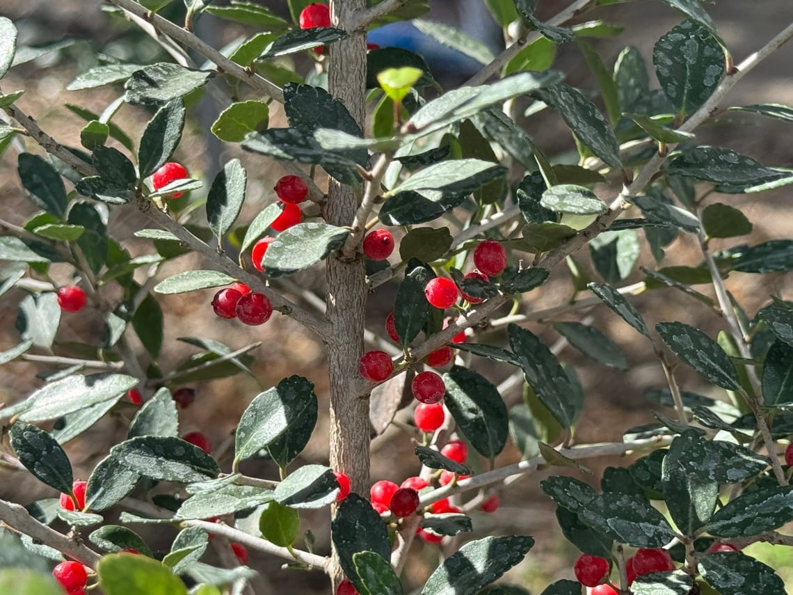 Yaupon Holly (Ilex vomitoria)