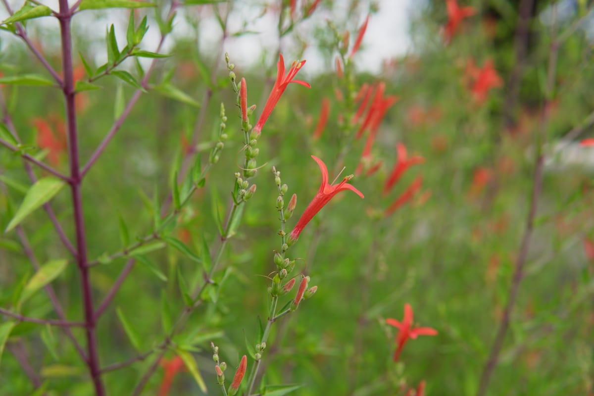 Flame Acanthus or Hummingbird Bush (Anisacanthus Quadrifidus Wrightii)