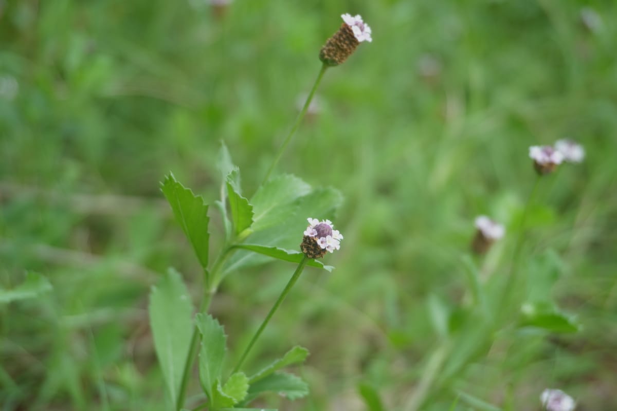 Texas Frogfruit (Phyla Nodiflora)