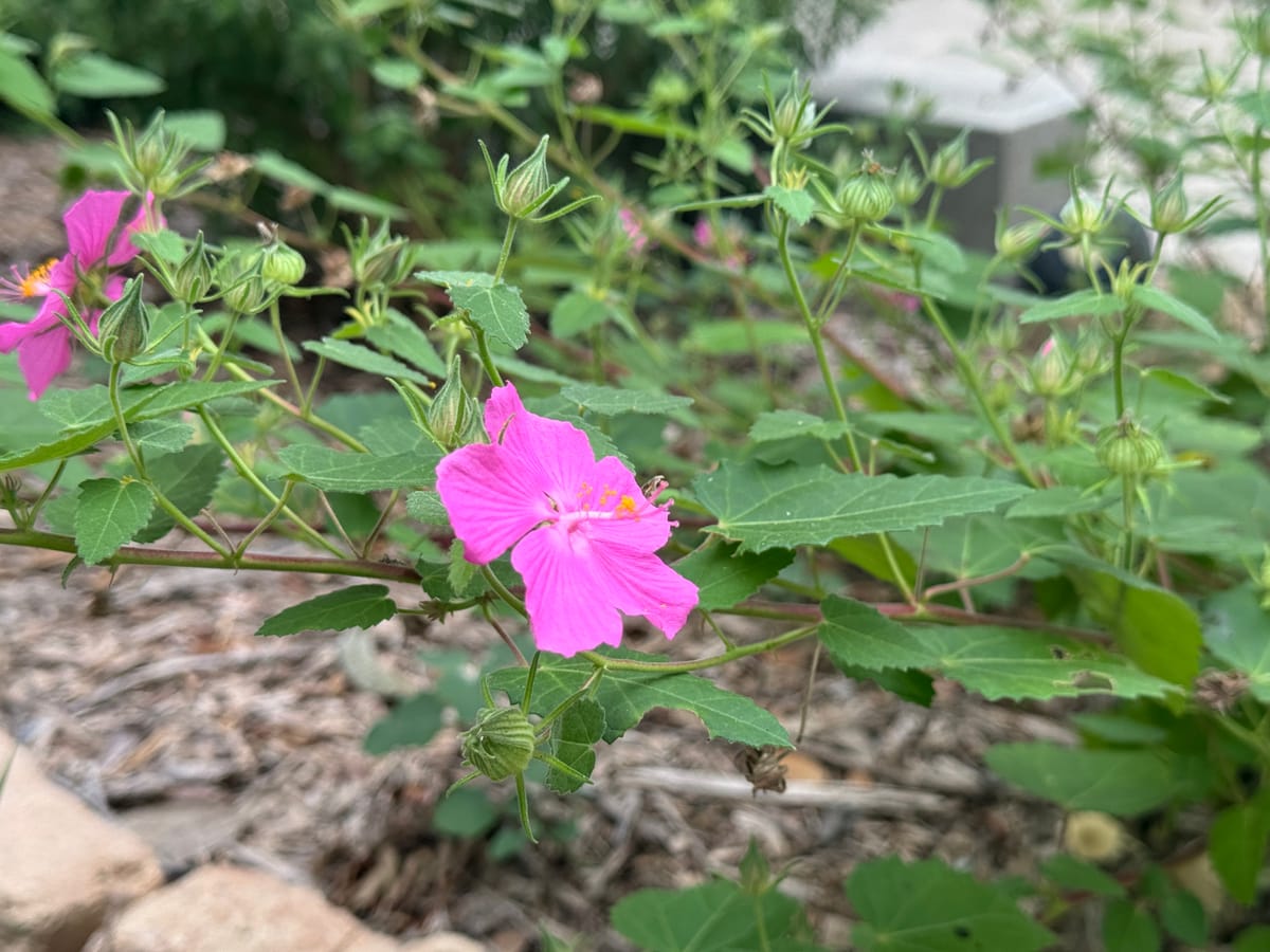 Texas Rock Rose (Pavonia lasiopetal)