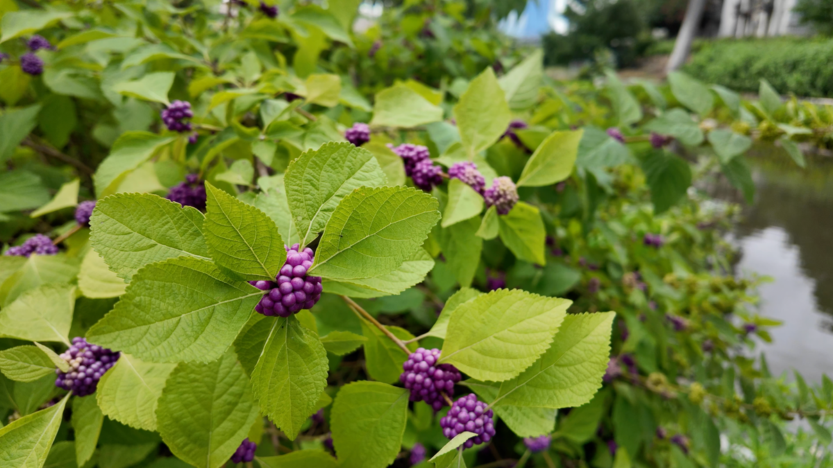 American Beautyberry (Callicarpa americana)