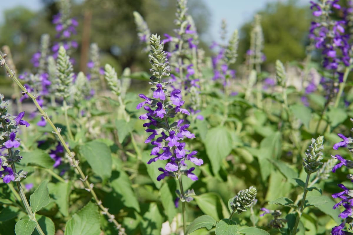 Mealy Blue Sage (Salvia farinacea)