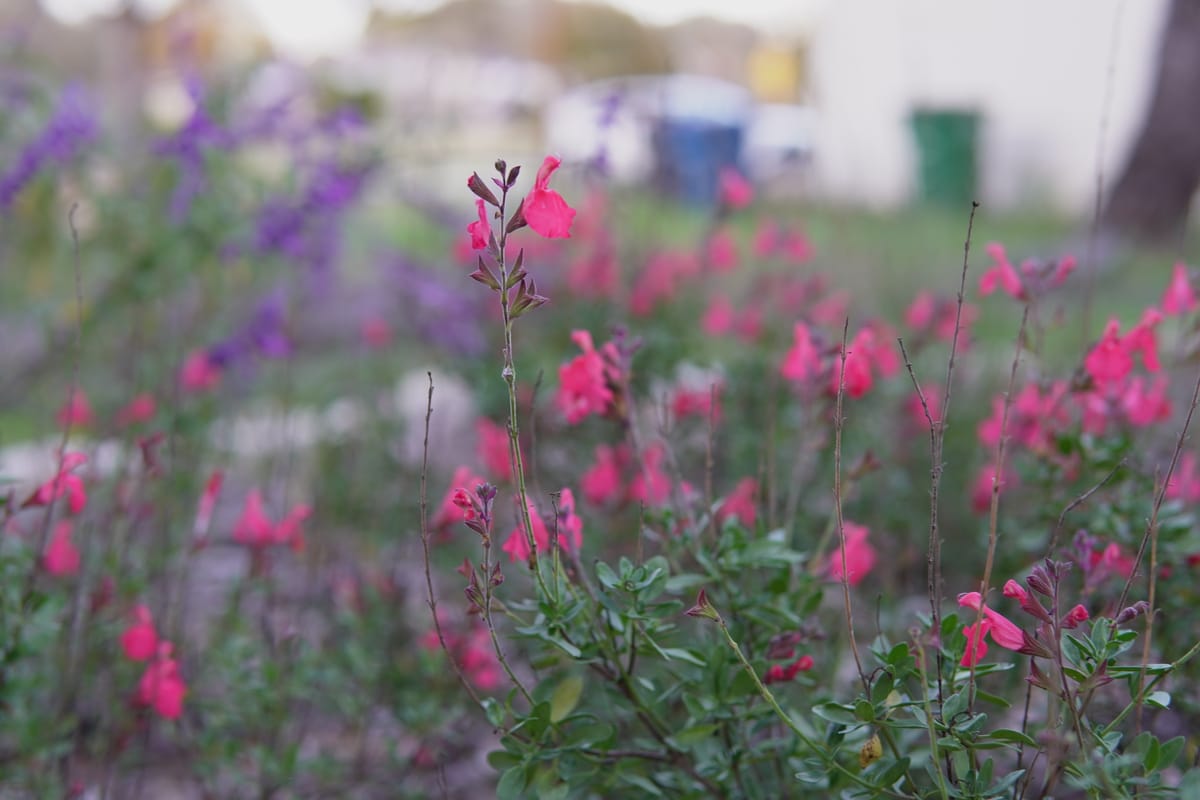 Autumn Sage (Salvia greggii)