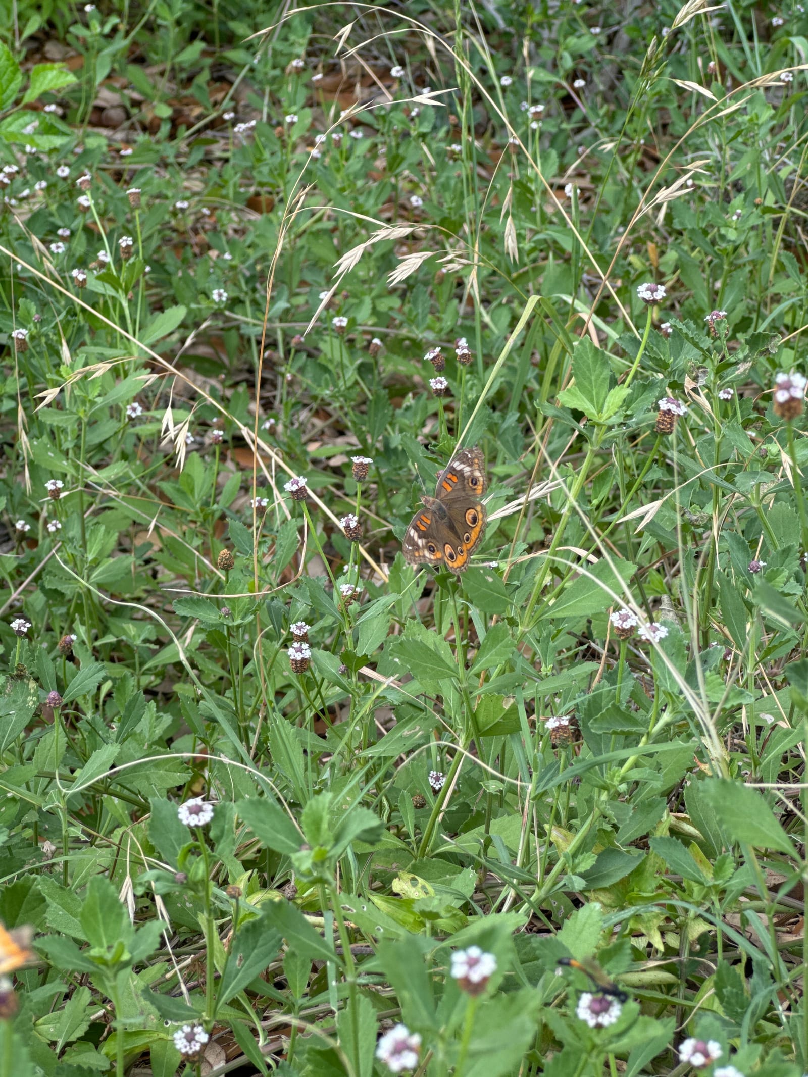 Texas Frogfruit (Phyla Nodiflora)