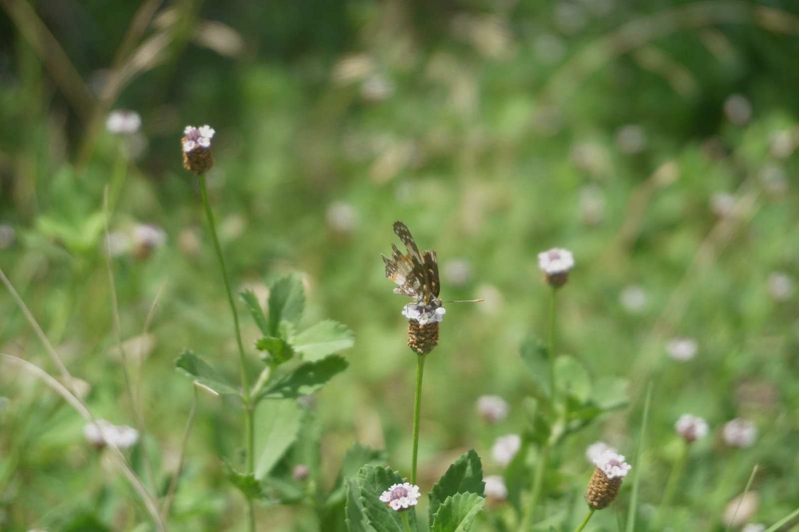 Texas Frogfruit (Phyla Nodiflora)