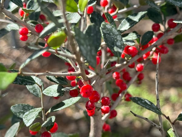 Yaupon Holly (Ilex vomitoria)