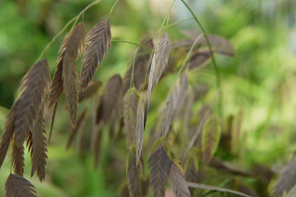 Inland Sea Oats (Chasmanthium latifolium)