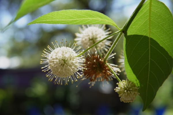 Common Buttonbush (Cephalanthus occidentalis)