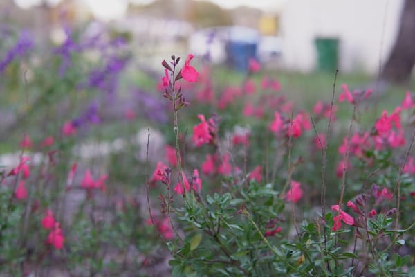 Autumn Sage (Salvia greggii)